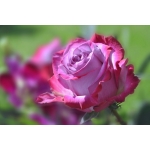 Deep Purple / Діп Перпл